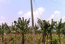 Photo of शेती व शेतीचे विज धोरण